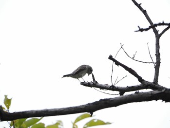 コサメビタキ 東京港野鳥公園 2021年9月26日(日)