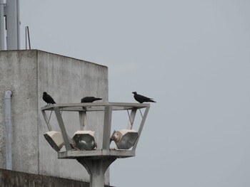 ハシブトガラス 東京港野鳥公園 2021年9月26日(日)