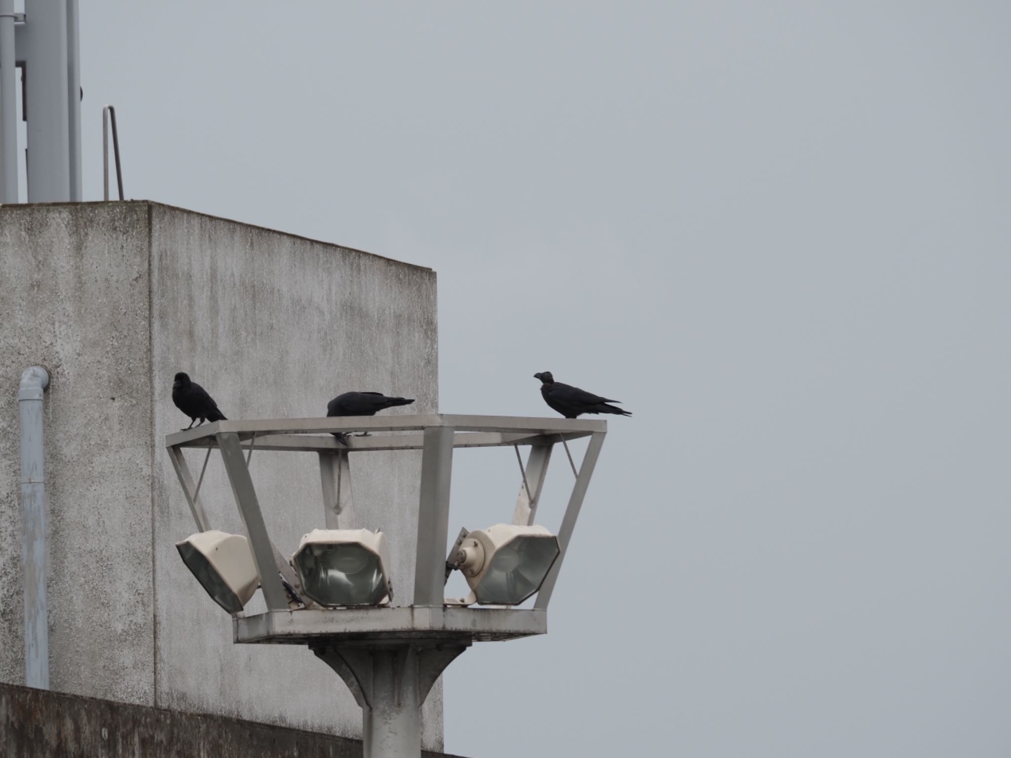 東京港野鳥公園 ハシブトガラスの写真 by メメタァ