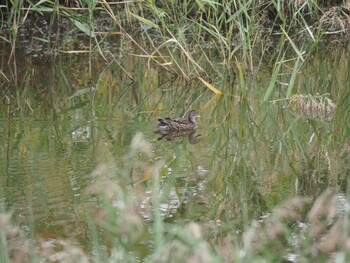 コガモ 東京港野鳥公園 2021年9月26日(日)