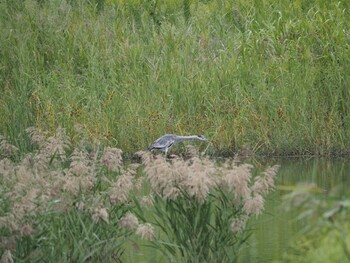 Sun, 9/26/2021 Birding report at Tokyo Port Wild Bird Park