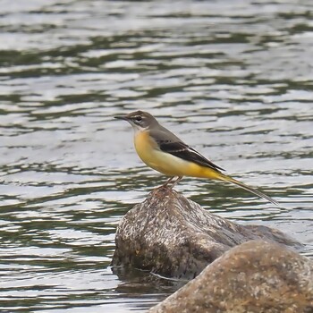 Grey Wagtail 武庫川 Sun, 9/26/2021