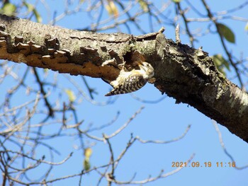 Japanese Pygmy Woodpecker 埼玉県鴻巣市吹上　元荒川 Sun, 9/19/2021