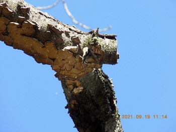 Japanese Pygmy Woodpecker 埼玉県鴻巣市吹上　元荒川 Sun, 9/19/2021