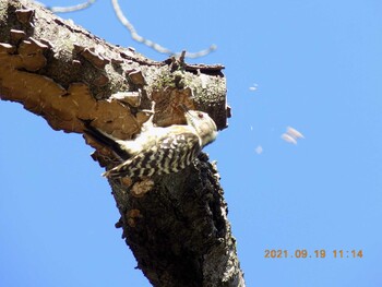 Japanese Pygmy Woodpecker 埼玉県鴻巣市吹上　元荒川 Sun, 9/19/2021