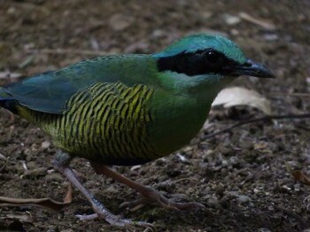 ミドリシマヤイロチョウ カッティエン国立公園 撮影日未設定