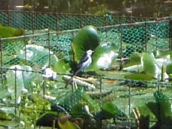 Wagtail 須藤公園 Sun, 4/23/2017