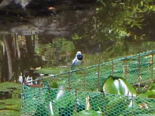 Photo of Wagtail at 須藤公園 by smallfield