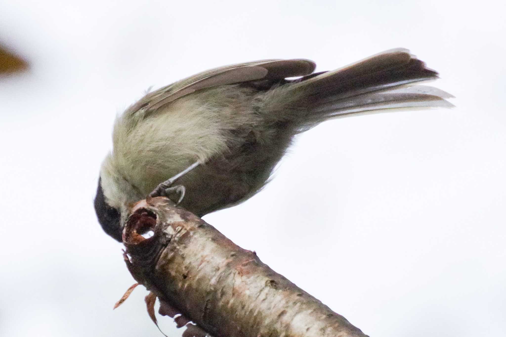 福井緑地(札幌市西区) ハシブトガラの写真 by 98_Ark (98ｱｰｸ)