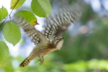 2021年9月26日(日) 福井緑地(札幌市西区)の野鳥観察記録