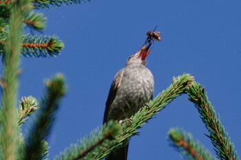 2021年9月27日(月) 福井緑地(札幌市西区)の野鳥観察記録