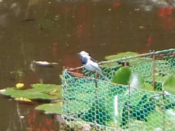 Wagtail 須藤公園 Sun, 4/23/2017