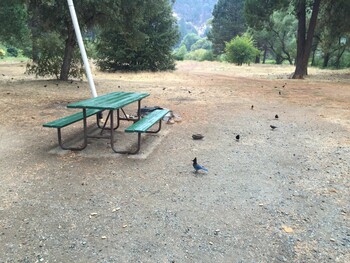 Steller's Jay Stanislaus National Forest Thu, 9/22/2016