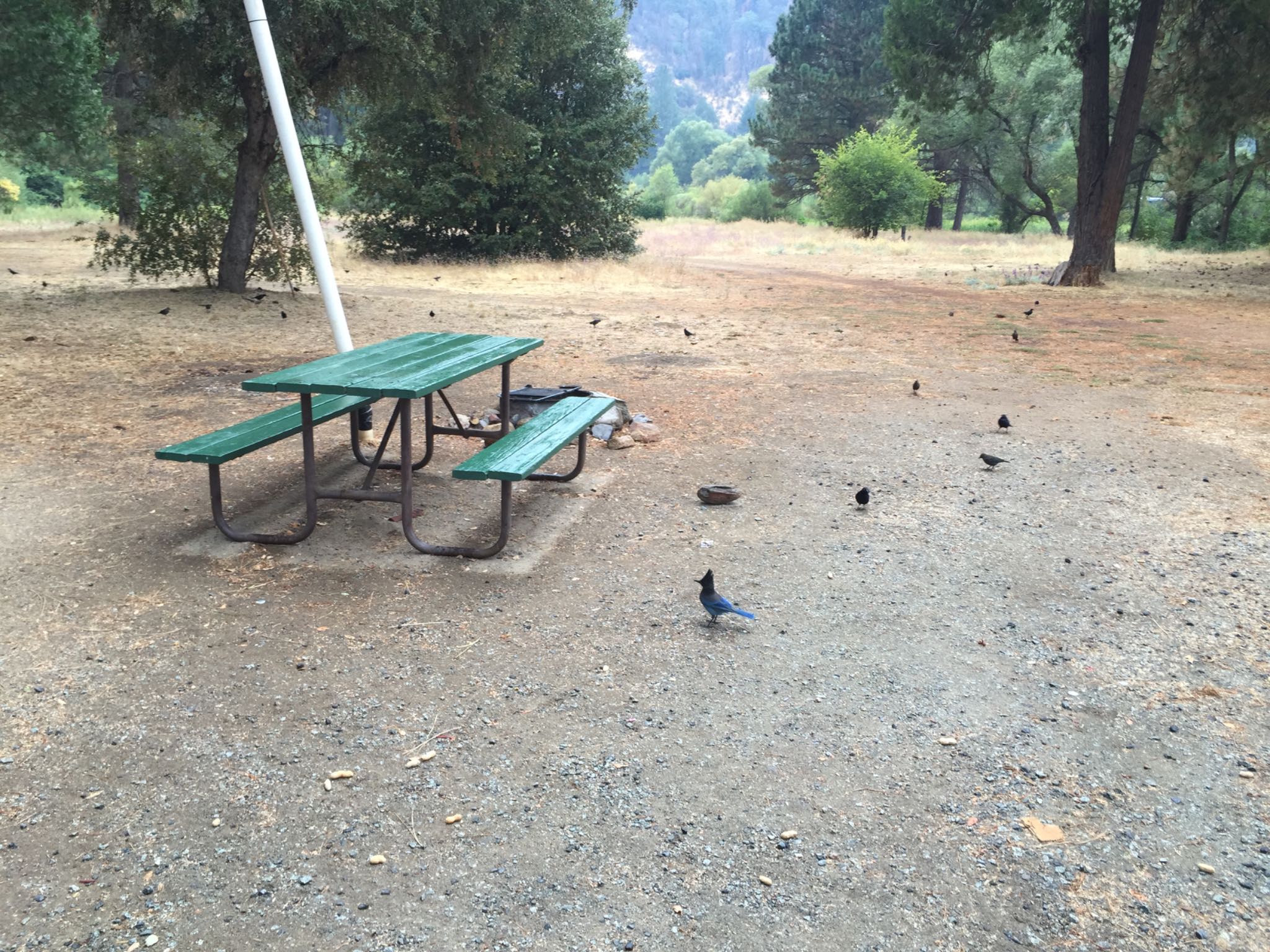 Photo of Steller's Jay at Stanislaus National Forest by Sancouchou ☽ ☼ ✩