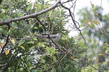 2021年9月13日(月) さくら草公園の野鳥観察記録