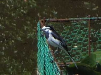 Wagtail 須藤公園 Sun, 4/23/2017