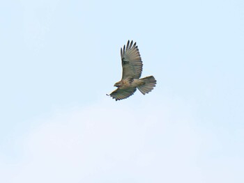 2021年9月25日(土) 猪子山の野鳥観察記録