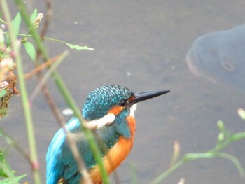 カワセミ 境川 2021年9月26日(日)