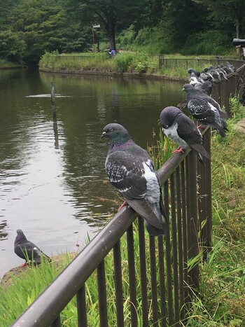 カワラバト こども自然公園 (大池公園/横浜市) 2021年6月21日(月)