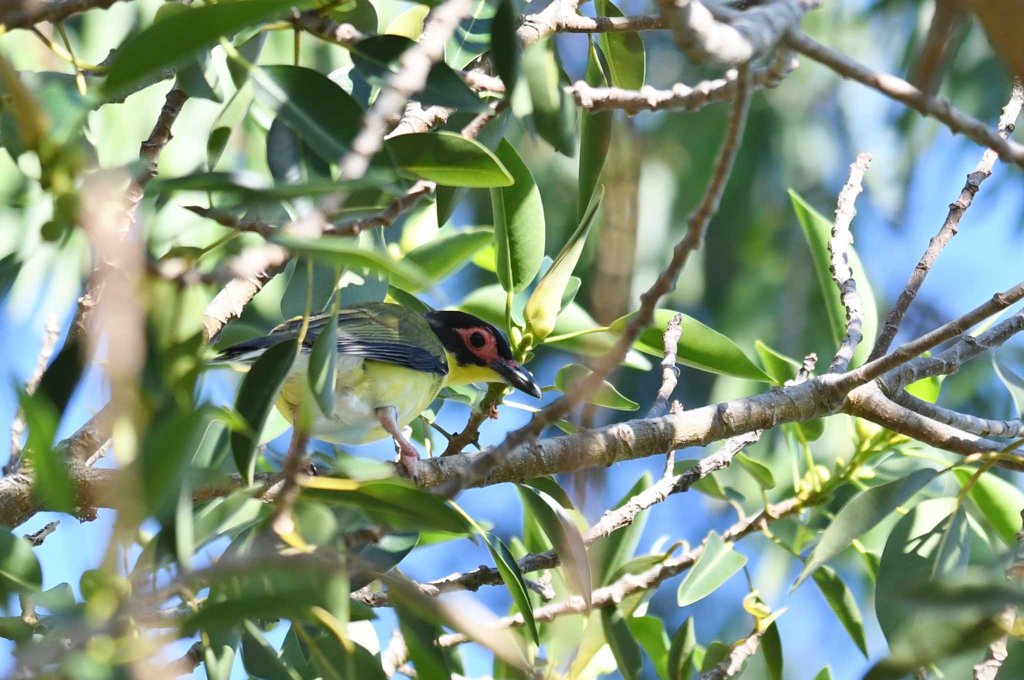 Photo of Australasian Figbird at ケアンズ by あひる