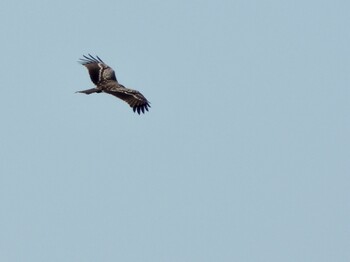 2021年9月27日(月) 葛西臨海公園の野鳥観察記録