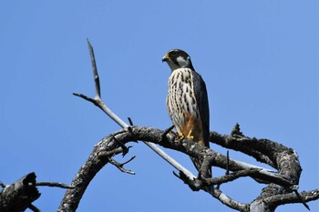 2021年9月27日(月) 舳倉島の野鳥観察記録