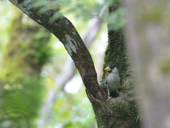2021年9月12日(日) 十里木高原の野鳥観察記録