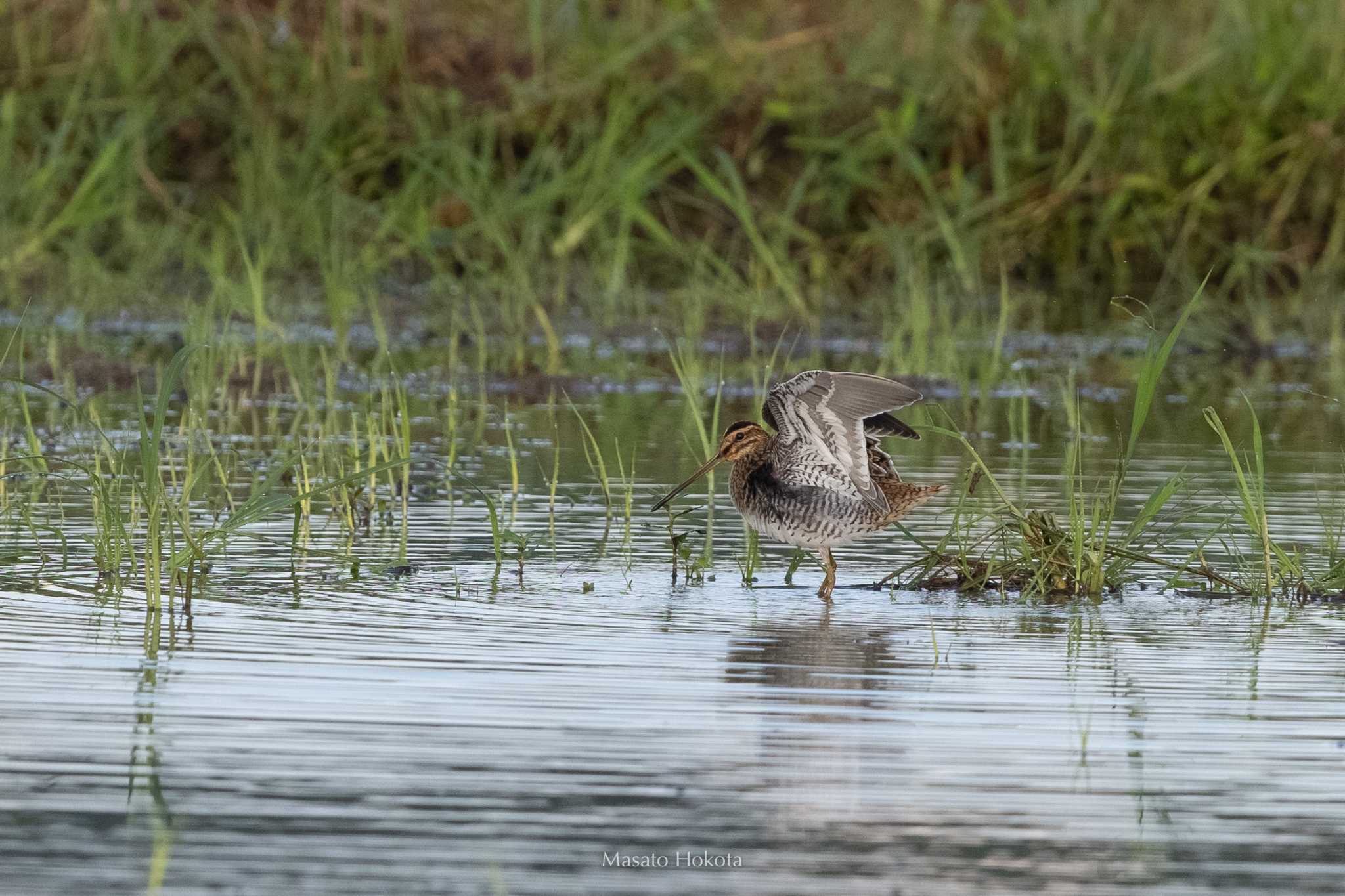 Common Snipe