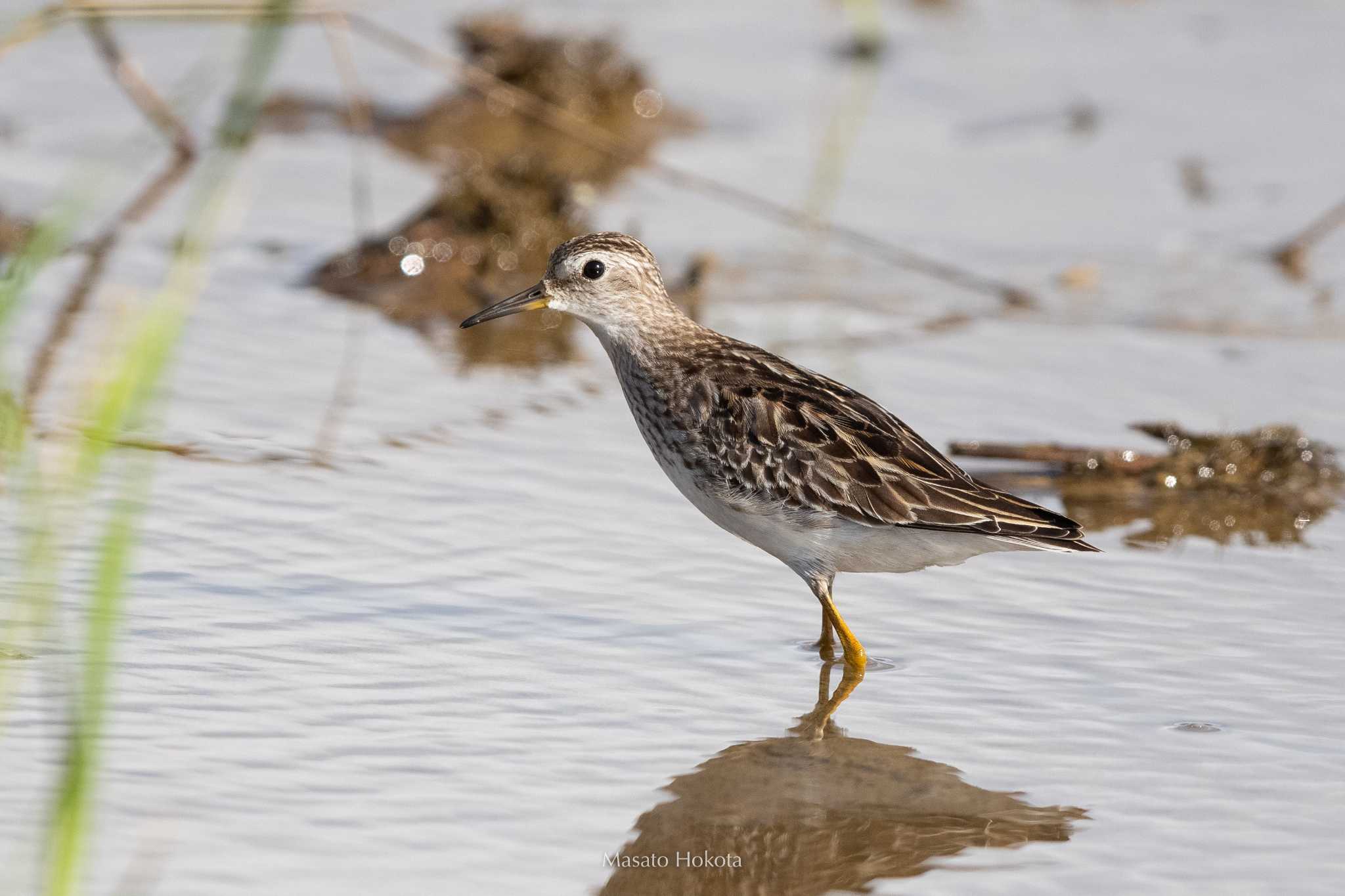 Long-toed Stint