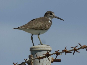 Common Sandpiper Yoron Island Sat, 9/25/2021