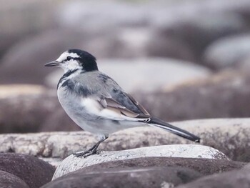 White Wagtail 狭山湖堤防 Sat, 9/25/2021