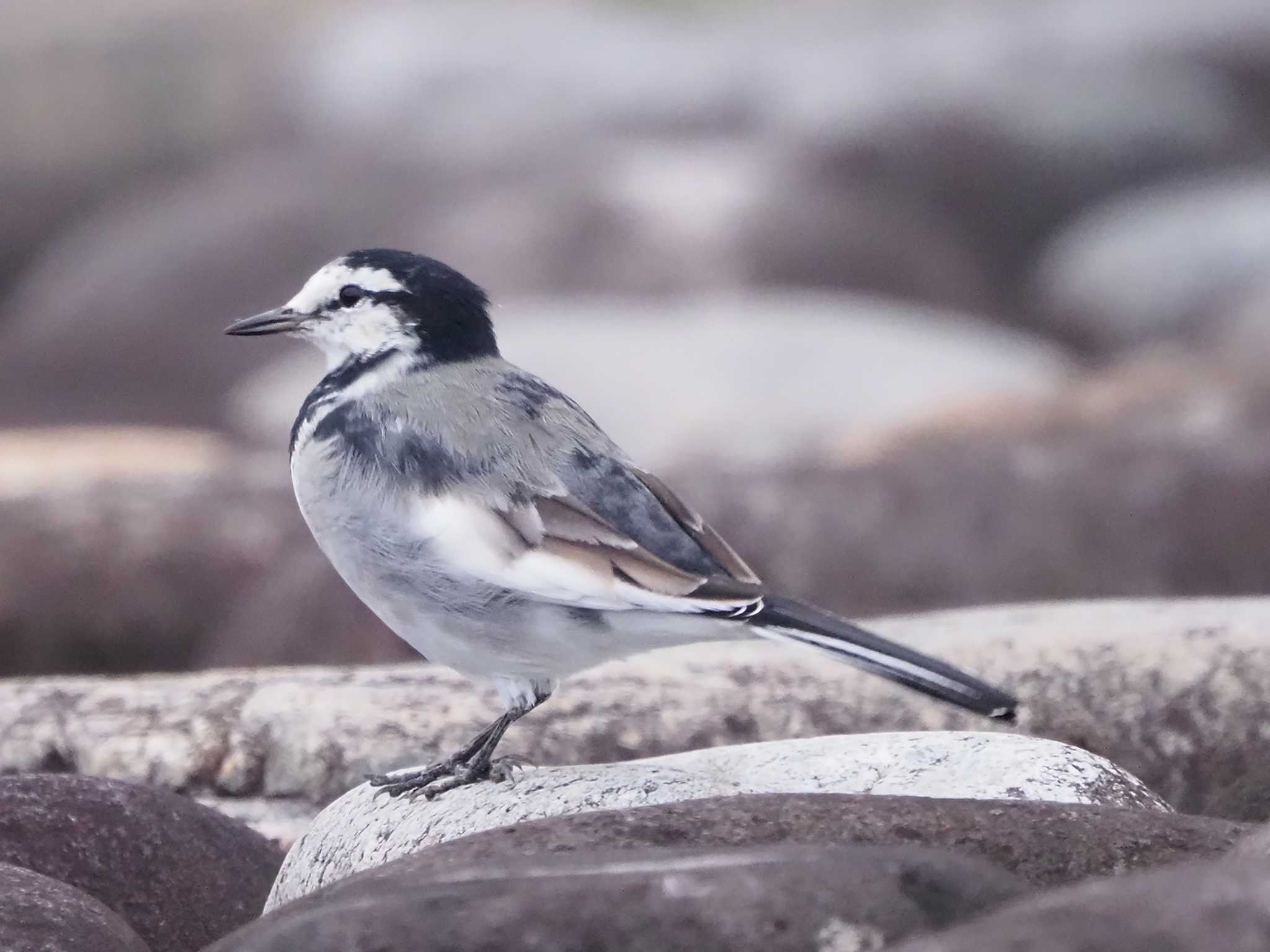 Photo of White Wagtail at 狭山湖堤防 by 日根野 哲也
