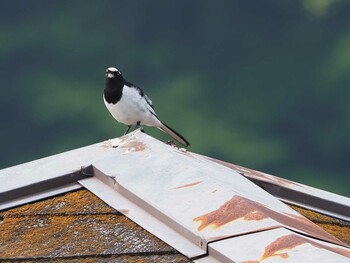 Japanese Wagtail 栃木県東荒川ダム親水公園 Sat, 5/29/2021