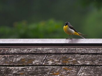 Grey Wagtail 尚仁沢湧水 Sat, 5/29/2021