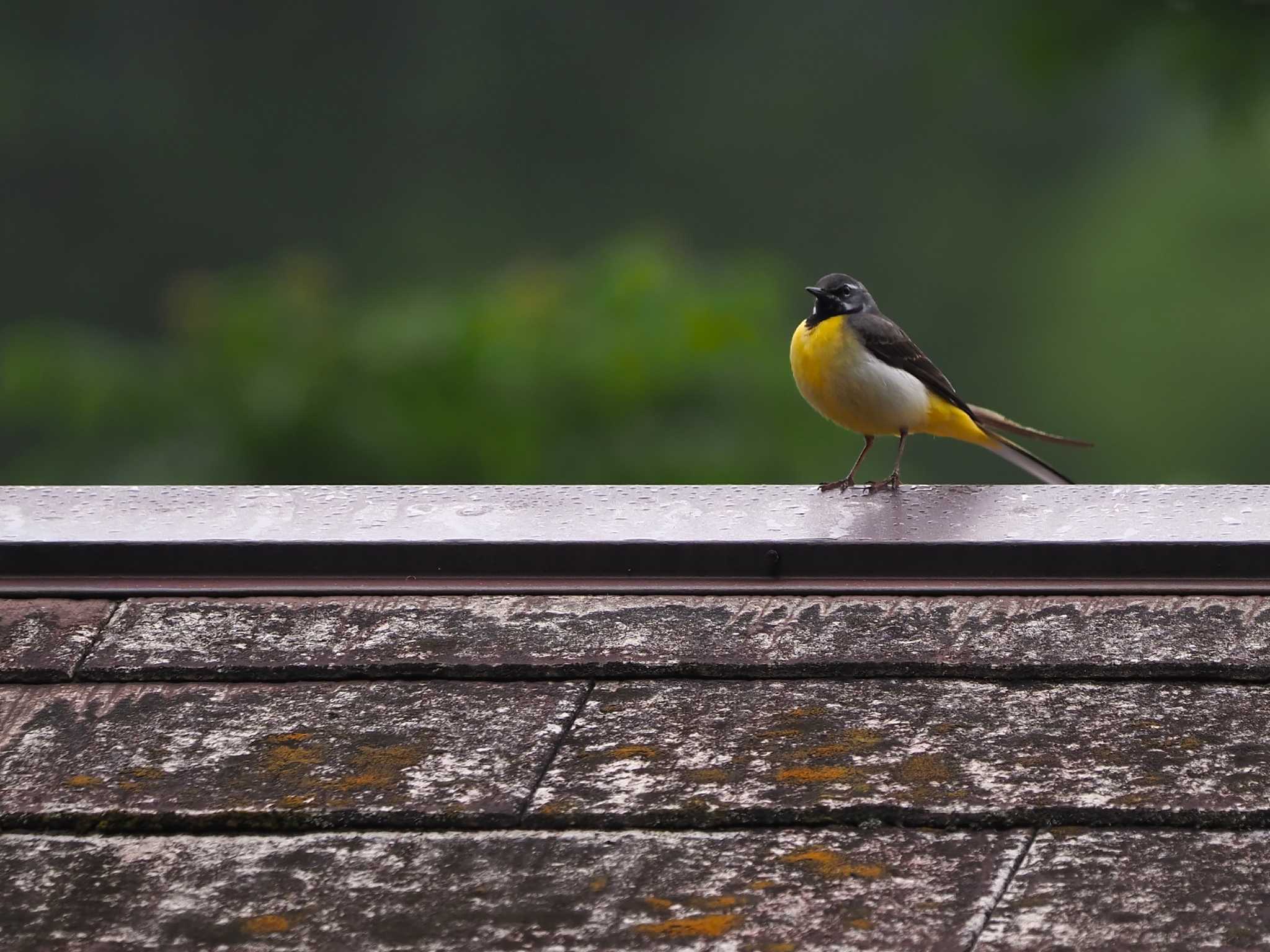 Photo of Grey Wagtail at 尚仁沢湧水 by 日根野 哲也