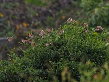 Eurasian Tree Sparrow 埼玉県入間市トンボの湿地 Sat, 9/25/2021