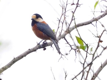 Varied Tit 埼玉県入間市トンボの湿地 Sat, 9/25/2021