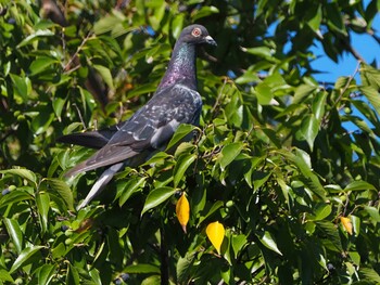 Rock Dove 彩湖 Sun, 9/19/2021