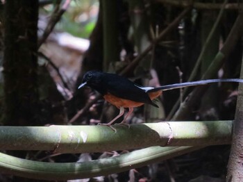 White-rumped Shama Cat Tien National Park Unknown Date