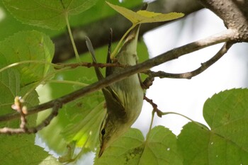 2021年9月28日(火) 福井緑地(札幌市西区)の野鳥観察記録