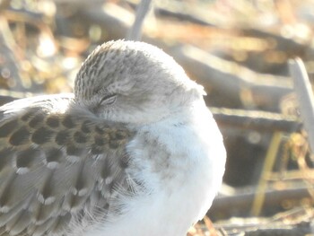 2021年9月20日(月) 湧洞沼(豊頃町)の野鳥観察記録