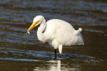 Medium Egret 湧洞沼(豊頃町) Mon, 9/20/2021