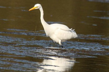 チュウサギ 湧洞沼(豊頃町) 2021年9月20日(月)