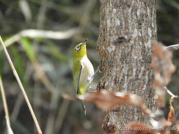 Warbling White-eye 福岡県 Mon, 2/24/2020