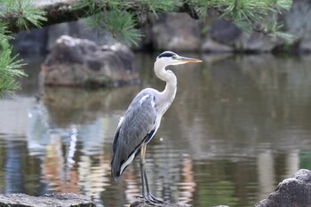 アオサギ 鶴舞公園(名古屋) 2021年9月25日(土)