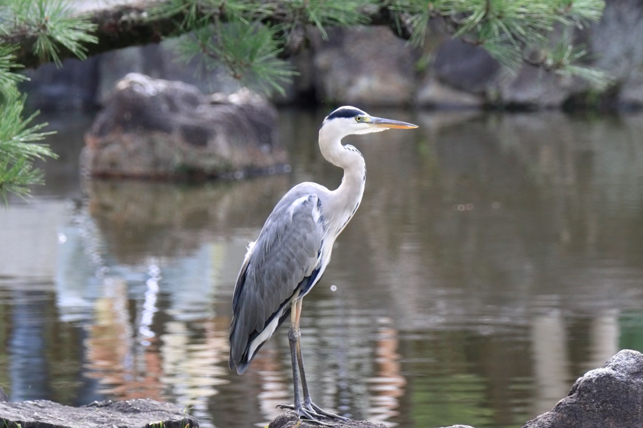 鶴舞公園(名古屋) アオサギの写真 by Yoshitaka Ito