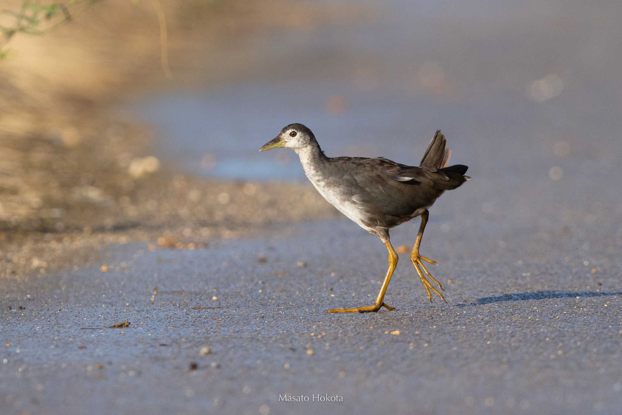 White-breasted Waterhen