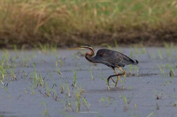 Purple Heron