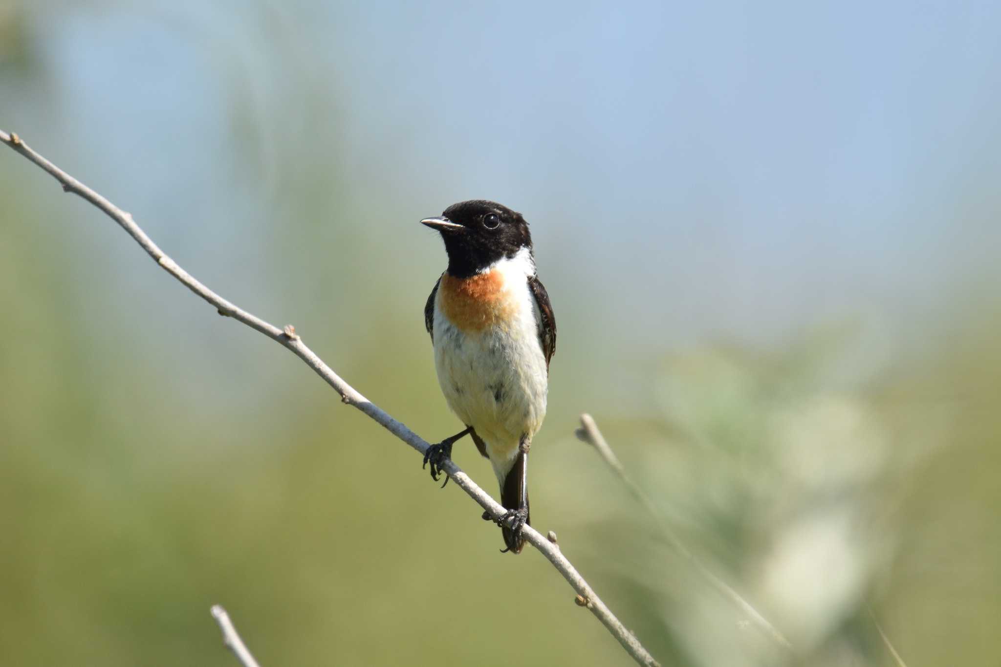 Photo of Amur Stonechat at はまなすの丘公園(石狩市) by North* Star*