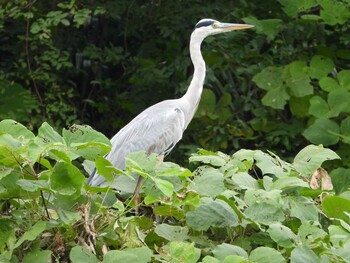 アオサギ 秋ヶ瀬公園(ピクニックの森) 2021年9月28日(火)